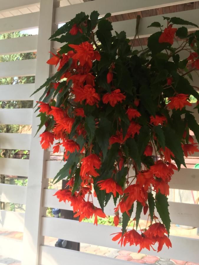 Гостевой дом Sadyba Anastasia Славское-13