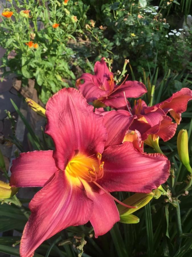 Гостевой дом Sadyba Anastasia Славское