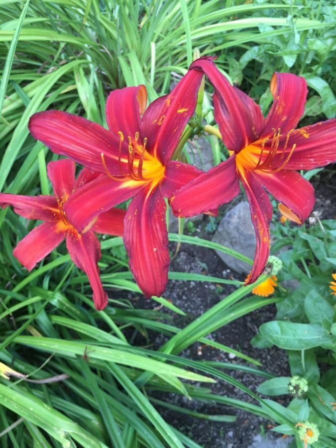 Гостевой дом Sadyba Anastasia Славское-34