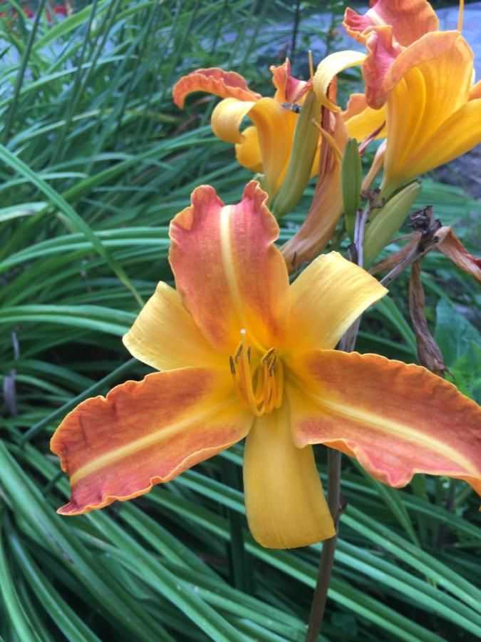 Гостевой дом Sadyba Anastasia Славское-35