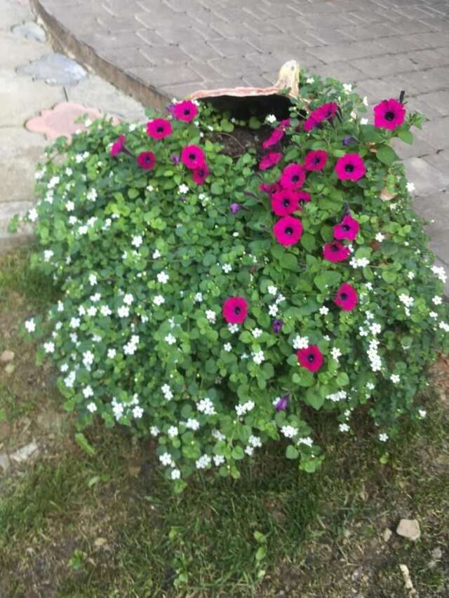 Гостевой дом Sadyba Anastasia Славское-32