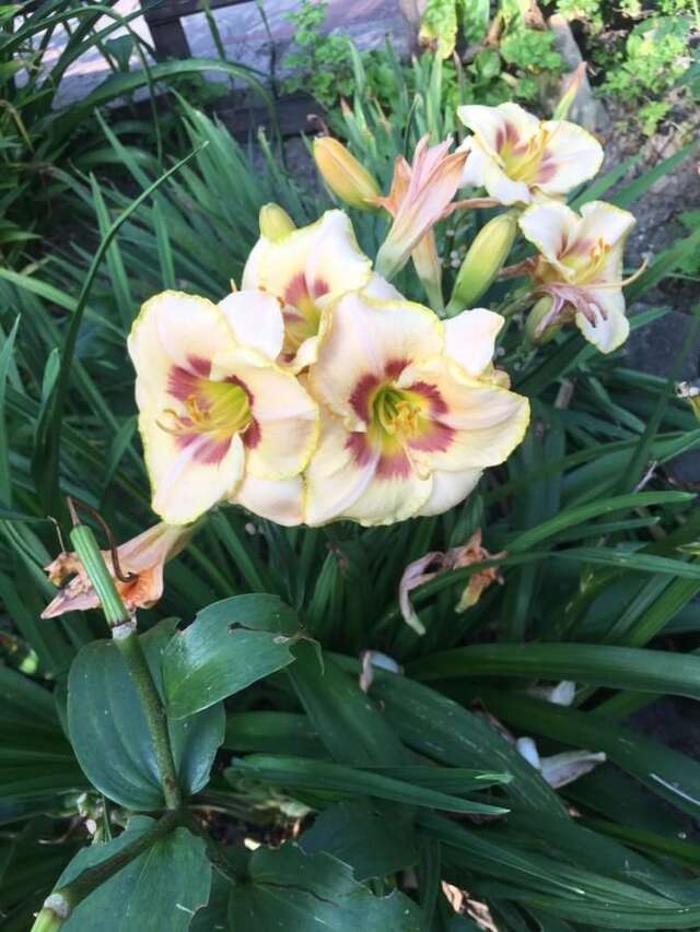 Гостевой дом Sadyba Anastasia Славское-35